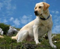 Labrador retrívr
